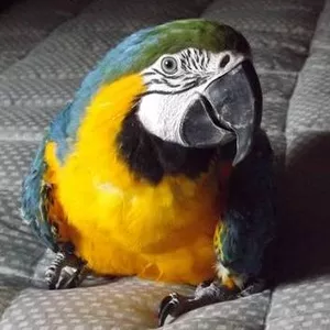 8дома,  поднятые и зарегистрирован синих и золотых попугаи ара для прод